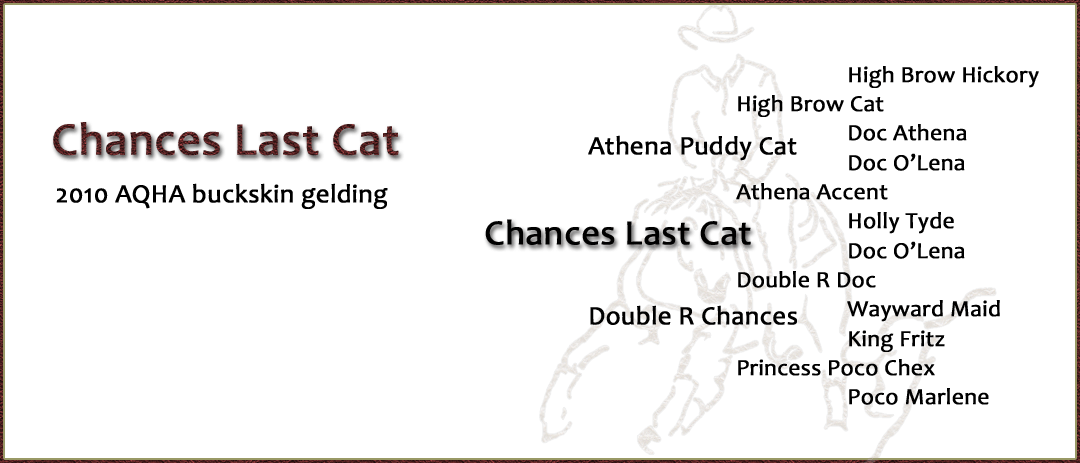 Chances Last Cat